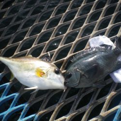 オリジナルメーカー海づり公園(市原市海づり施設) 釣果