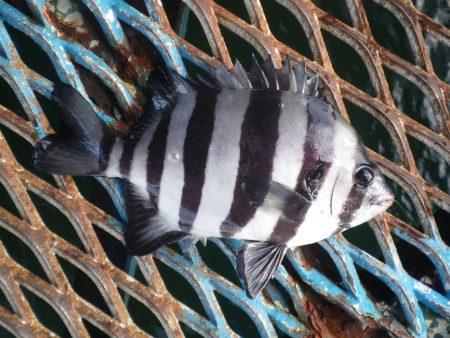 オリジナルメーカー海づり公園(市原市海づり…