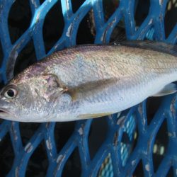 オリジナルメーカー海づり公園(市原市海づり施設) 釣果