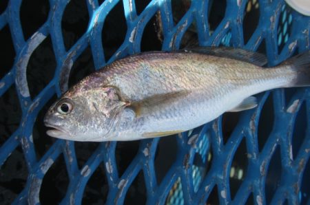 オリジナルメーカー海づり公園(市原市海づり施設) 釣果