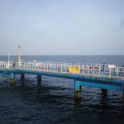 オリジナルメーカー海づり公園(市原市海づり施設) 釣果
