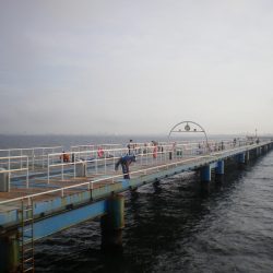 オリジナルメーカー海づり公園(市原市海づり施設) 釣果