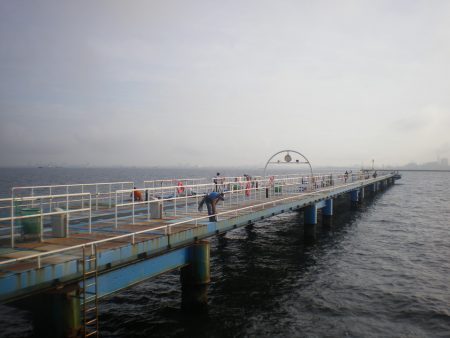 オリジナルメーカー海づり公園(市原市海づり施設) 釣果