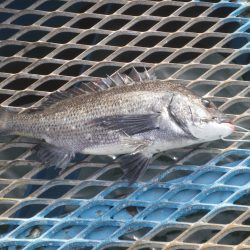 オリジナルメーカー海づり公園(市原市海づり施設) 釣果