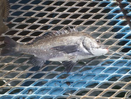オリジナルメーカー海づり公園(市原市海づり施設) 釣果