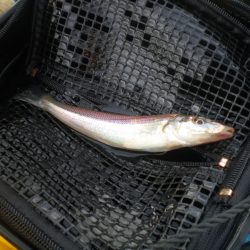 オリジナルメーカー海づり公園(市原市海づり施設) 釣果