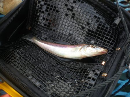 オリジナルメーカー海づり公園(市原市海づり施設) 釣果