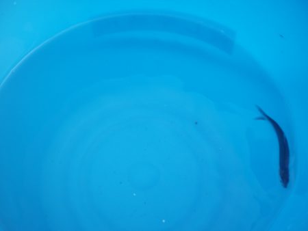 オリジナルメーカー海づり公園(市原市海づり施設) 釣果