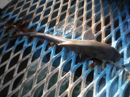 オリジナルメーカー海づり公園(市原市海づり施設) 釣果