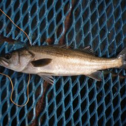 オリジナルメーカー海づり公園(市原市海づり施設) 釣果