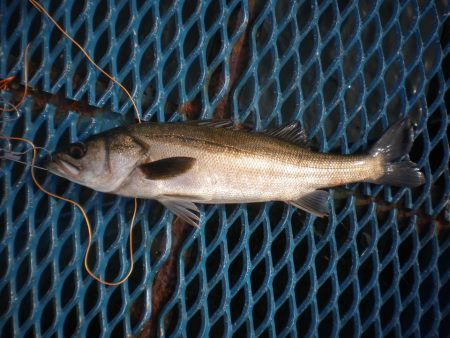 オリジナルメーカー海づり公園(市原市海づり施設) 釣果