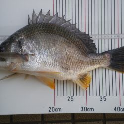 オリジナルメーカー海づり公園(市原市海づり施設) 釣果