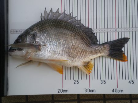 オリジナルメーカー海づり公園(市原市海づり施設) 釣果