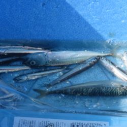 オリジナルメーカー海づり公園(市原市海づり施設) 釣果