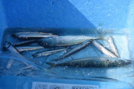 オリジナルメーカー海づり公園(市原市海づり施設) 釣果