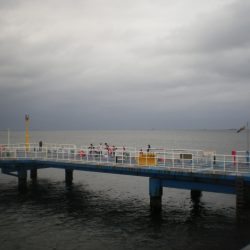 オリジナルメーカー海づり公園(市原市海づり施設) 釣果