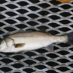 オリジナルメーカー海づり公園(市原市海づり施設) 釣果
