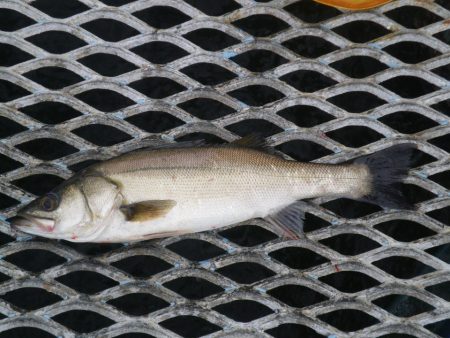 オリジナルメーカー海づり公園(市原市海づり施設) 釣果
