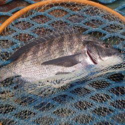 オリジナルメーカー海づり公園(市原市海づり施設) 釣果