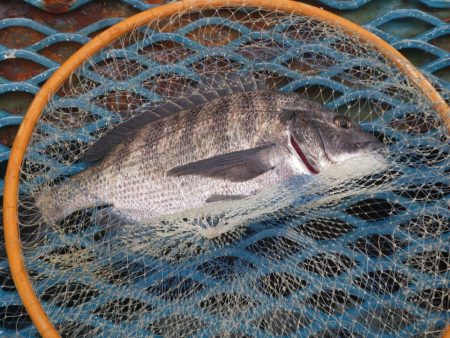 オリジナルメーカー海づり公園(市原市海づり…