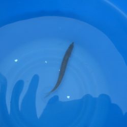 オリジナルメーカー海づり公園(市原市海づり施設) 釣果