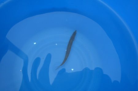 オリジナルメーカー海づり公園(市原市海づり施設) 釣果