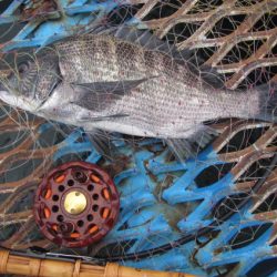 オリジナルメーカー海づり公園(市原市海づり施設) 釣果