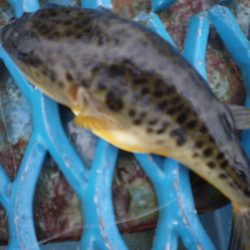 オリジナルメーカー海づり公園(市原市海づり施設) 釣果