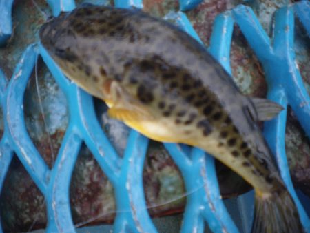 オリジナルメーカー海づり公園(市原市海づり施設) 釣果