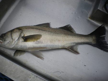 オリジナルメーカー海づり公園(市原市海づり施設) 釣果