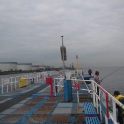 オリジナルメーカー海づり公園(市原市海づり施設) 釣果