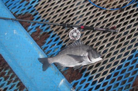 オリジナルメーカー海づり公園(市原市海づり施設) 釣果