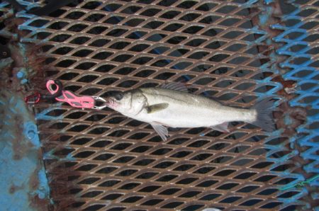 オリジナルメーカー海づり公園(市原市海づり施設) 釣果