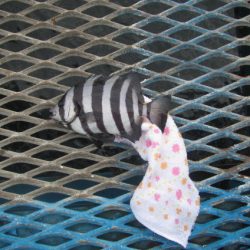 オリジナルメーカー海づり公園(市原市海づり施設) 釣果