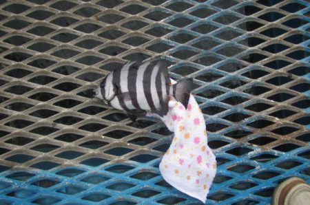 オリジナルメーカー海づり公園(市原市海づり施設) 釣果