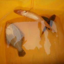 オリジナルメーカー海づり公園(市原市海づり施設) 釣果