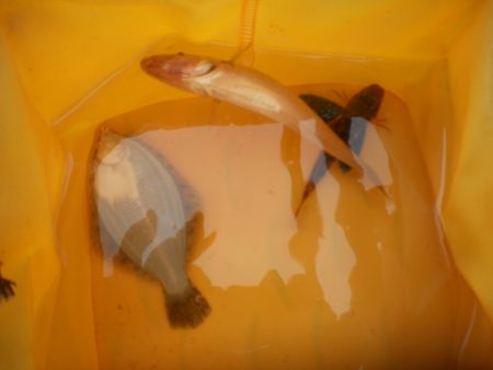 オリジナルメーカー海づり公園(市原市海づり施設) 釣果