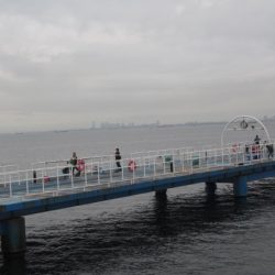 オリジナルメーカー海づり公園(市原市海づり施設) 釣果