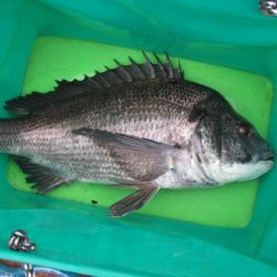 オリジナルメーカー海づり公園(市原市海づり施設) 釣果