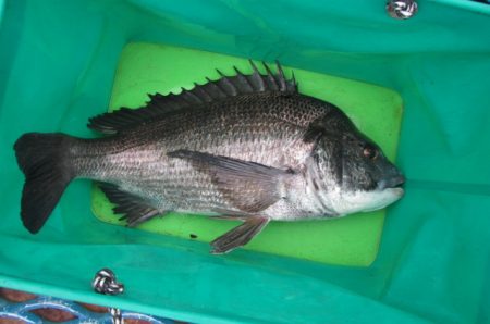 オリジナルメーカー海づり公園(市原市海づり…