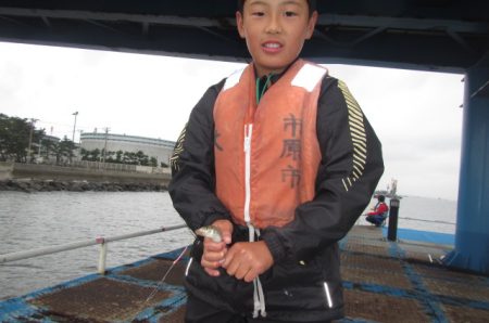 オリジナルメーカー海づり公園(市原市海づり施設) 釣果