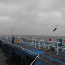 オリジナルメーカー海づり公園(市原市海づり施設) 釣果