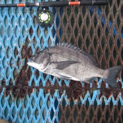 オリジナルメーカー海づり公園(市原市海づり施設) 釣果