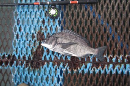 オリジナルメーカー海づり公園(市原市海づり施設) 釣果