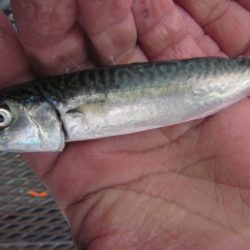 オリジナルメーカー海づり公園(市原市海づり施設) 釣果
