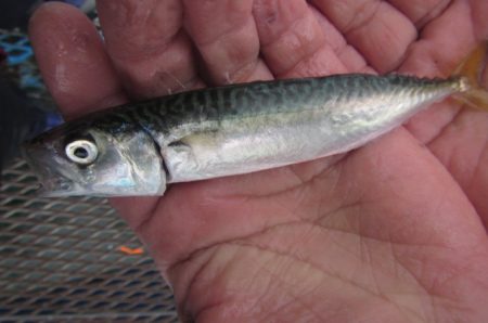 オリジナルメーカー海づり公園(市原市海づり施設) 釣果