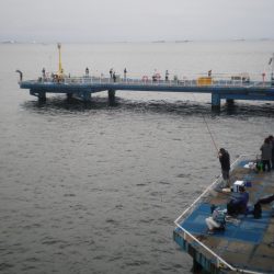 オリジナルメーカー海づり公園(市原市海づり施設) 釣果
