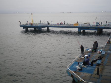 オリジナルメーカー海づり公園(市原市海づり施設) 釣果