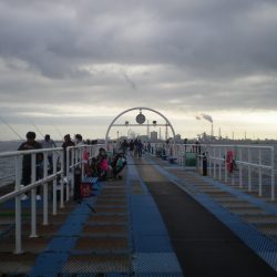 オリジナルメーカー海づり公園(市原市海づり施設) 釣果