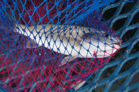 オリジナルメーカー海づり公園(市原市海づり施設) 釣果